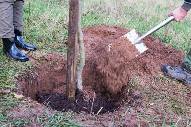Foto eines Spaten der gerade Erde in ein Loch schiebt, worin ein Baum gepflanzt wurde